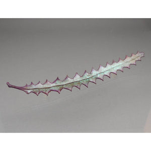 Large Dennis Ray "Nature's Creations" Lapel, Shawl Cloak or Sweater Pin - Verdigris Finish Copper Plated Natural Leaf - Signed Artisan Crafted Brooch - Handmade in Maryland USA
